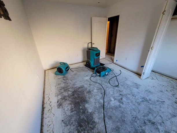 Best Mold removal after water damage  in Belton, TX